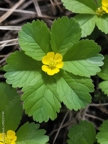 Ternate-Leaved Cinquefoil (Potentilla norvegica). Leaf Closeup