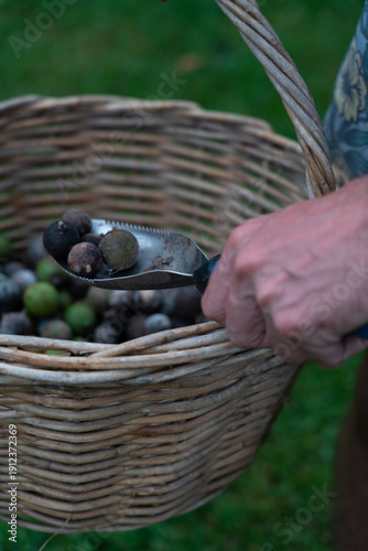 Fresh macadamia nuts harvested tree rustic wicker basket