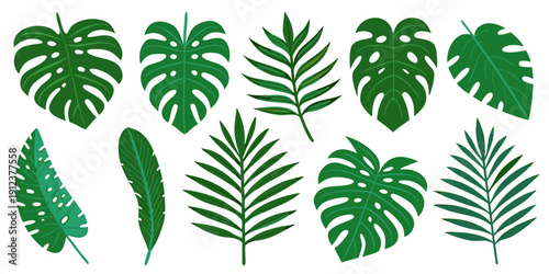 A collection of various green tropical leaves arranged on a white background