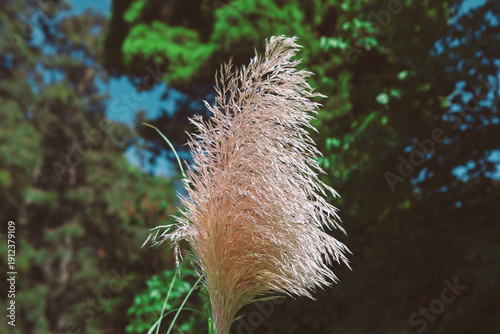 Foto Feathery plume of pink pampas grass