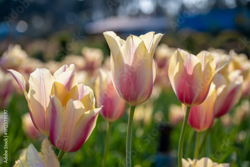 In the Changsha Botanical Garden, I encountered a gentle sea of carnations. Pink, red, and white clusters stretch under the sunlight, while the air is filled with a faint, sweet fragrance. 