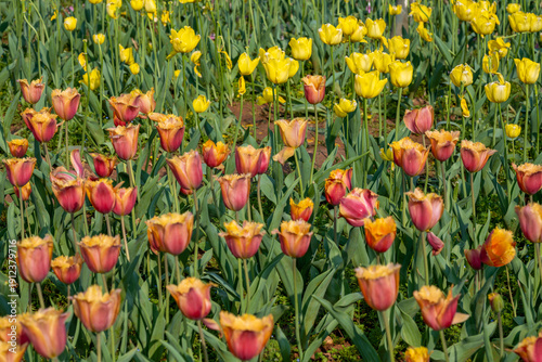The carnations in the botanical garden
In the botanical garden a gentle sea of ​​carnations,pink, white, and red, layered upon layer resemble spring's love letter to the earth. 
