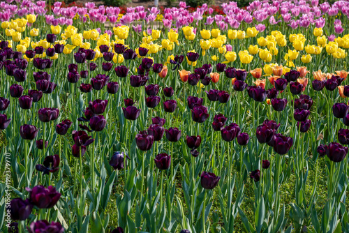 In the Changsha Botanical Garden, I encountered a gentle sea of carnations. Pink, red, and white clusters stretch under the sunlight, while the air is filled with a faint, sweet fragrance. 