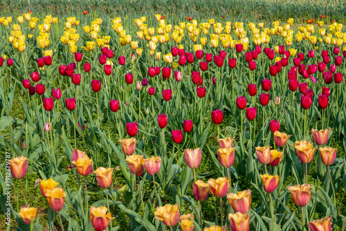 In the Changsha Botanical Garden, I encountered a gentle sea of carnations. Pink, red, and white clusters stretch under the sunlight, while the air is filled with a faint, sweet fragrance. 
