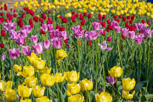 In the Changsha Botanical Garden, I encountered a gentle sea of carnations. Pink, red, and white clusters stretch under the sunlight, while the air is filled with a faint, sweet fragrance. 