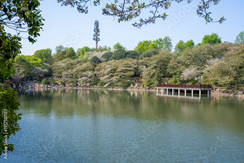 The cherry blossom lake in spring
Spring water begins to rise, and the cherry blossoms resemble snow. When the wind blows, the lake surface is covered with pink clouds.
