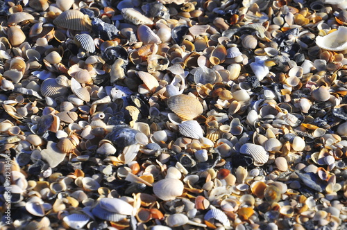 After a major storm, the waves wash away the sand to reveal the hundreds of stones and great looking shells. 