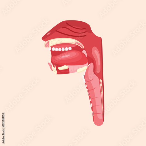 Human throat anatomy side view illustration showing oral cavity pharynx and larynx structure for medical education purposes.