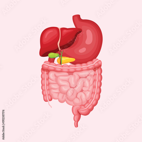 Human digestive system illustration featuring stomach liver and intestines for medical healthcare and biology education concepts.