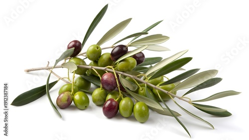 Wallpaper Mural Freshly picked olive branch with vibrant green and deep purple olives, featuring slender leaves and a natural texture, isolated on a clean white background for culinary or branding use. Torontodigital.ca