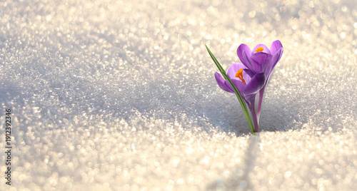Принти на полотні Beautiful crocus with purple flowers growing through snow sparkling in sunlight