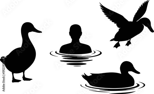 Duck and swimmer silhouettes collection with flying and floating waterfowl poses, black vector illustration isolated on white background for wildlife and nature design