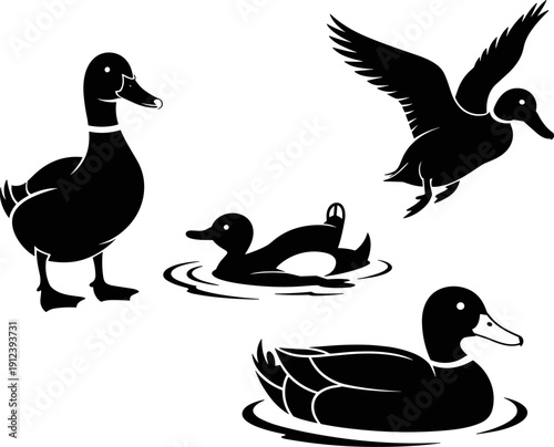 Duck silhouettes set with standing, swimming and flying poses, black waterfowl vector illustration isolated on white background for wildlife and nature design