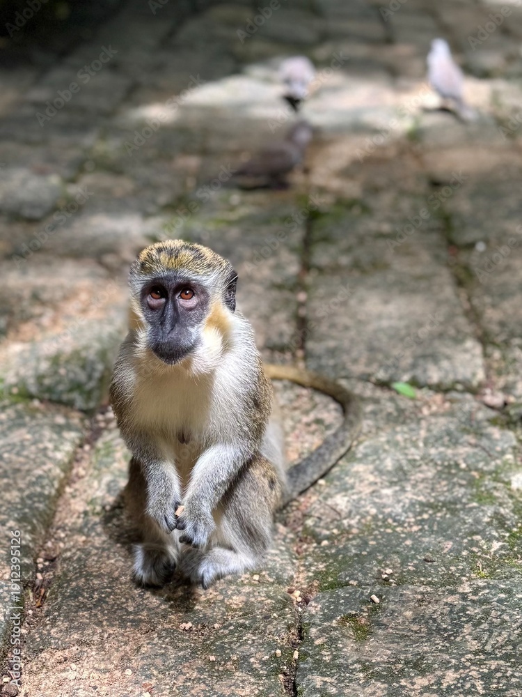 Obraz premium Green monkey closeup 