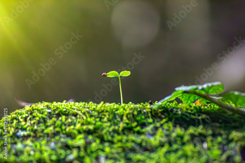 Delicate Green Sprouts in Morning Light Symbolizing Renewal Eco Growth Concept – Tiny Plants Thriving in Natural Environment Springtime Seedlings Pushing Through Mossy Ground