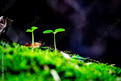 Foto Delicate Green Sprouts in Morning Light Symbolizing Renewal Eco Growth Concept –