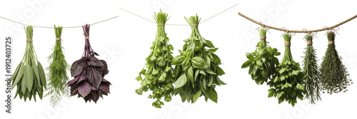 Set of fresh green herbs bunches hanging on rope isolated on white background