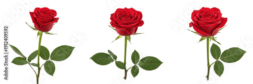 Fotografie Three Beautiful Long-Stemmed Red Roses with Vibrant Petals and Green Leaves Isolated on a White Background