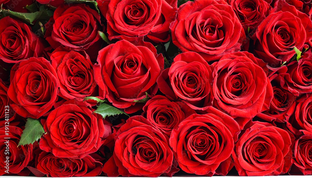 Obraz premium Red Rose Flower Wall Background