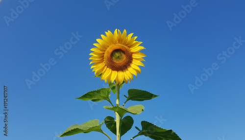 A vibrant yellow sunflower with green leaves stands tall against a brilliant clear blue sky on a sunny day.