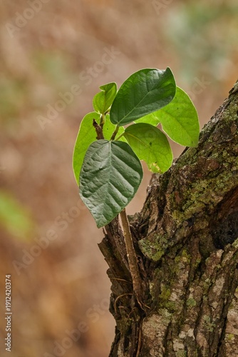 Fotografía Young Green Leaves Growing From Old Tree Trunk With Soft Blurred Background