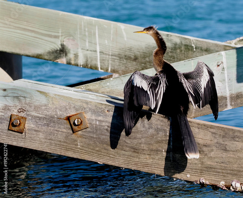 Female Anhinga  (Anhinga anhinga) sunning on the cross members of a fishing dock.