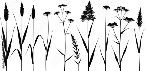 Black silhouette illustration of wild grasses and flowering plants, botanical artwork highlighting plant diversity, nature themes, educational design, and creative artistic projects