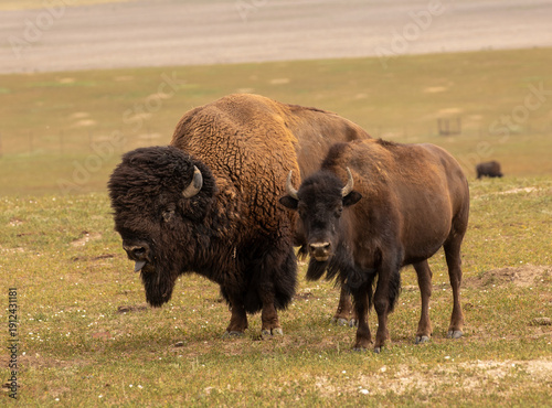 A male and female buffalo