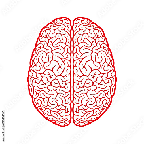 Top View Outline Of Human Brain With Red Lines On White Background