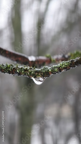 drops of dew on a branch