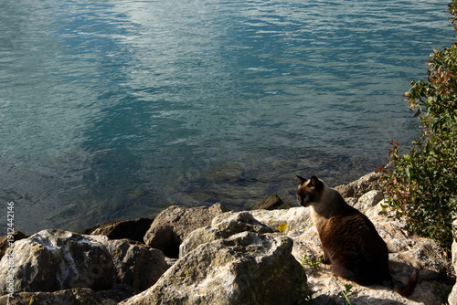 A stray cat is resting in the sunlight.길고양이가 햇빛을 맞으며 쉬고있습니다.