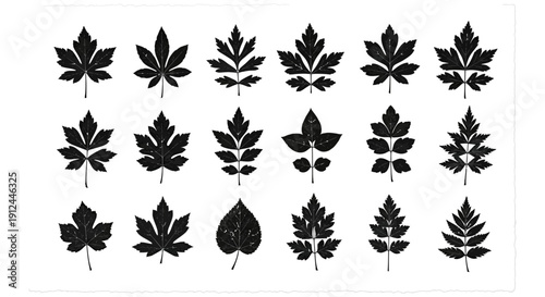 black leaf silhouettes diverse botanical foliage as graphic design elements on clean white perfect for natural patterns.