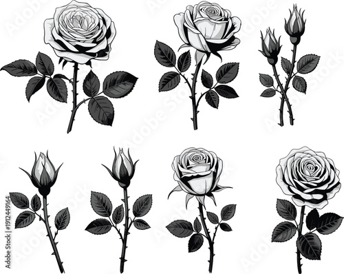 Black and white rose flower set illustration with blooming buds and stems isolated on white background botanical design elements