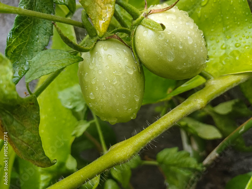 Konstfotografi Two green tomatoes with water drops on a vine in a garden
