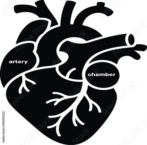 Black and white illustration of a human heart with labeled artery and chamber