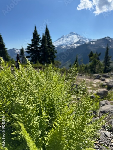 Vibrant Green Ferns and Lush Foliage with a Majestic Snow-Capped Mountain in the Background