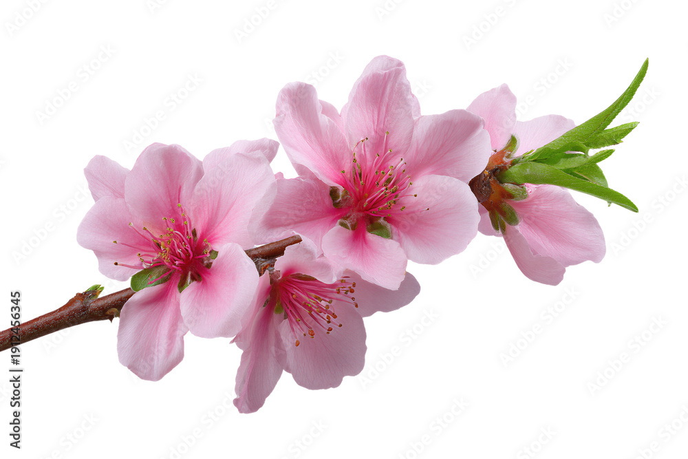 Naklejka premium Pink cherry blossom branch with delicate petals and green leaves