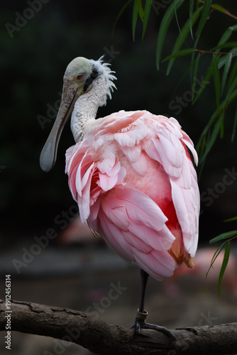 Canvas Print Roseate spoonbill