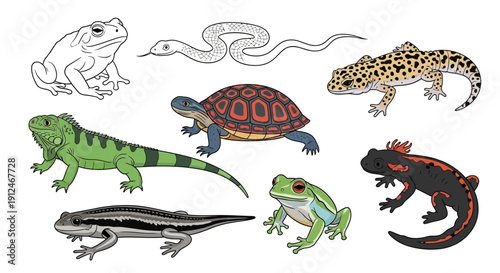 Collection of colorful reptiles and amphibians, isolated on white.