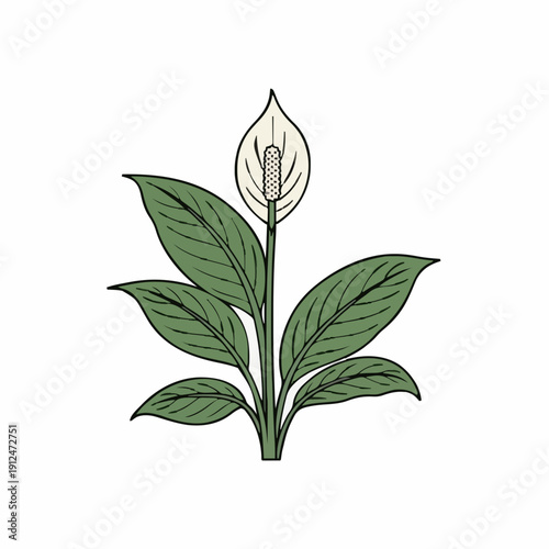 Elegant White Peace Lily Flower with Green Leaves on a White Background Detailed Botanical Illustration