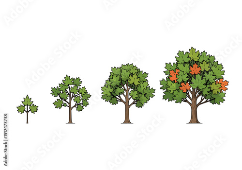 Stages Of Growth For A Deciduous Maple Tree From Sapling To Mature Fruiting Specimen Showing Seasonal Leaf Color Change