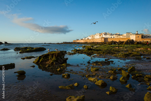 View of the Medina old town in Essaouira, Morocco in golden light, low tide reveal scattered rocks covered in green algae, seagulls perched on stones and flying above under a soft blue sky with cloud