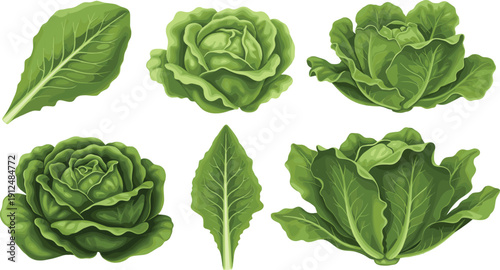 Fresh lettuce leaves collection green vegetable cartoon vector illustration set isolated background