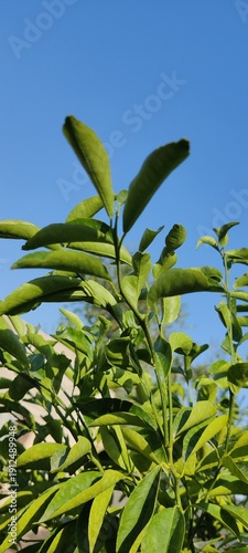 green leaves against blue sky