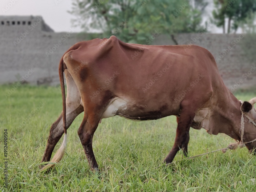 Fototapeta premium dark brown cow in meadows eating grass