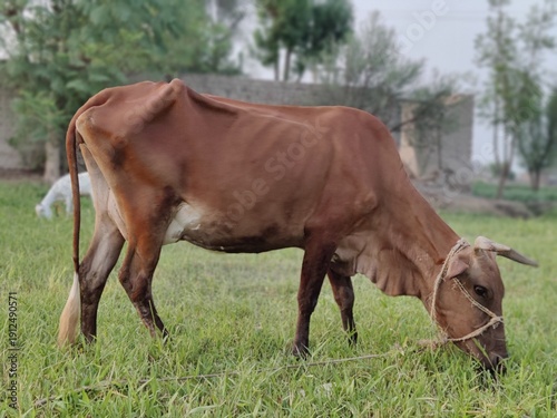 brown cow in the meadows eating grass, landscape photo