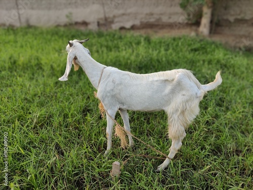 white goat on green grass