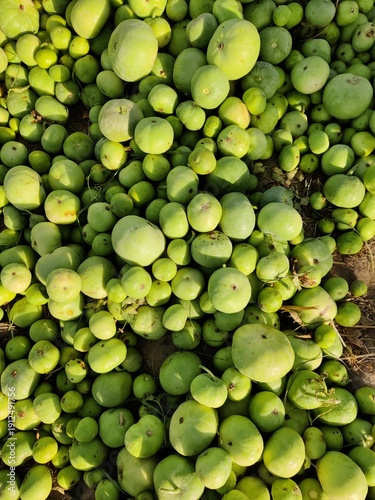 fresh vegetables in the village after harvesting