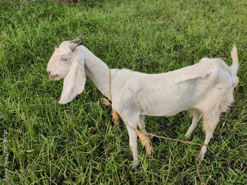 white weak goat in the grass meadows, looking stressed