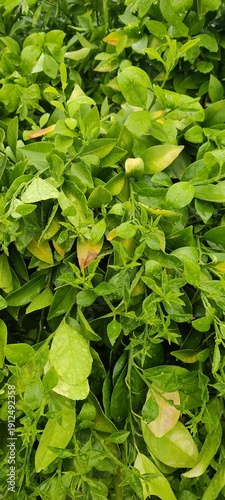 green leaves background after rain soothing moments super fresh leaves